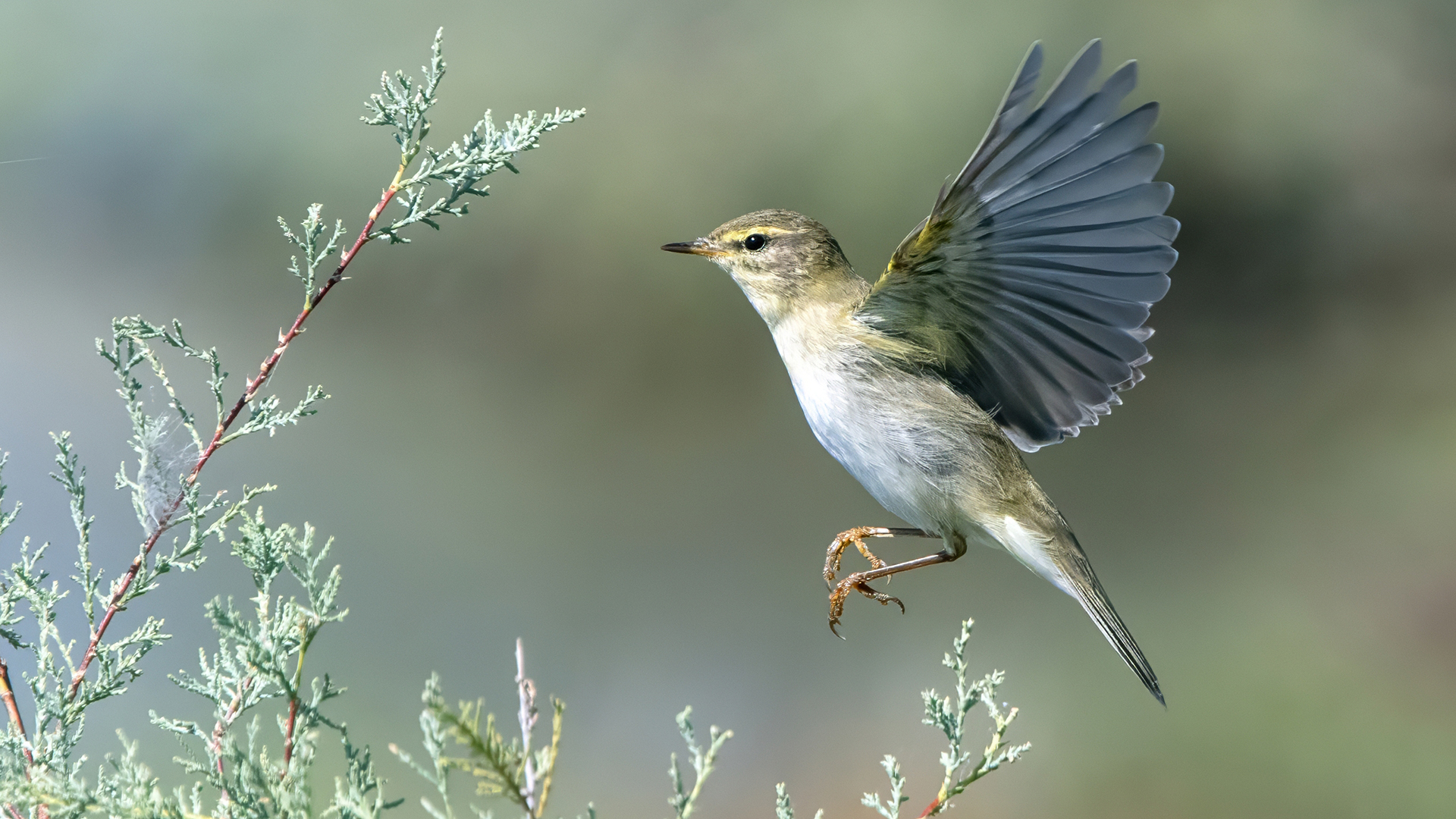 Willow Warbler